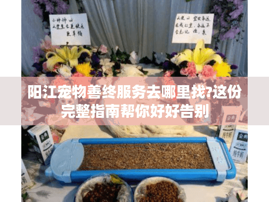 阳江宠物善终服务去哪里找?这份完整指南帮你好好告别