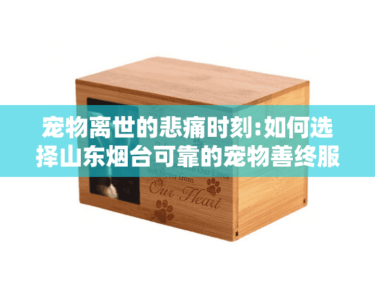 宠物离世的悲痛时刻:如何选择山东烟台可靠的宠物善终服务?