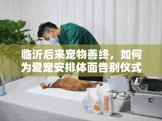 临沂后来宠物善终，如何为爱宠安排体面告别仪式？