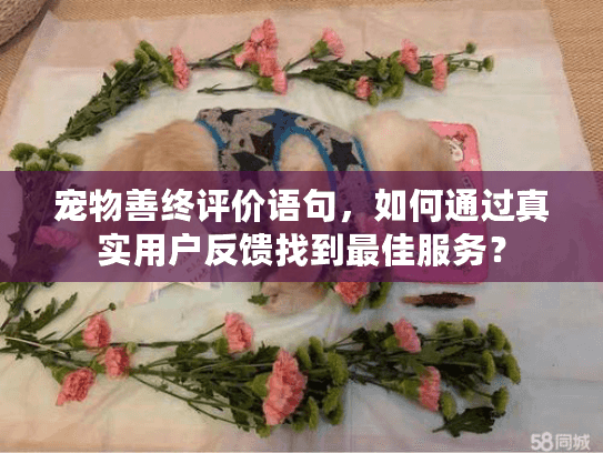 宠物善终评价语句，如何通过真实用户反馈找到最佳服务？