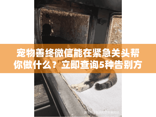 宠物善终微信能在紧急关头帮你做什么？立即查询5种告别方案