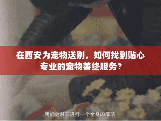在西安为宠物送别，如何找到贴心专业的宠物善终服务？