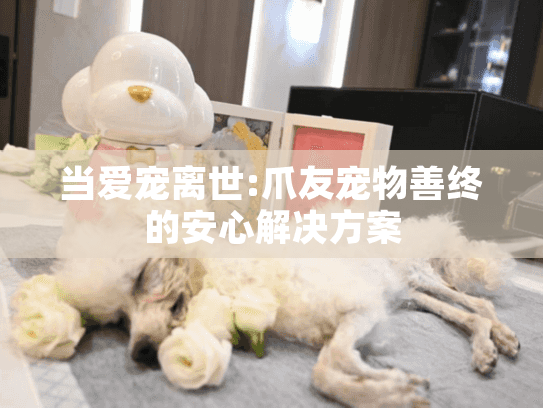 当爱宠离世:爪友宠物善终的安心解决方案