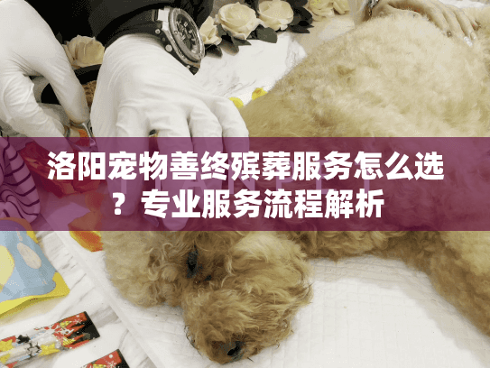 洛阳宠物善终殡葬服务怎么选？专业服务流程解析