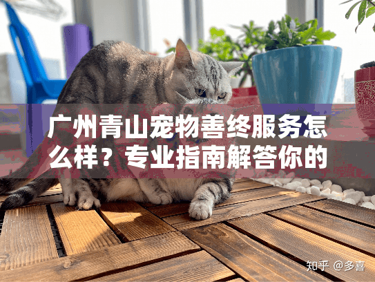 广州青山宠物善终服务怎么样？专业指南解答你的所有疑问