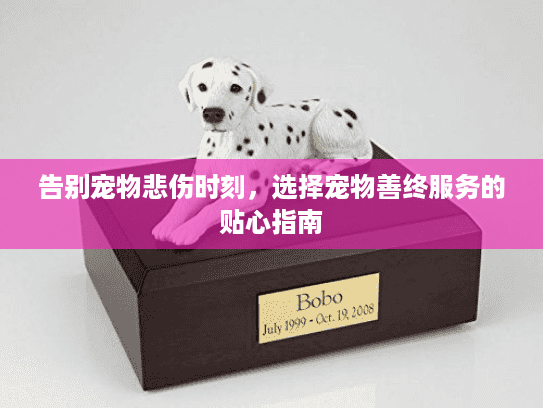 告别宠物悲伤时刻，选择宠物善终服务的贴心指南