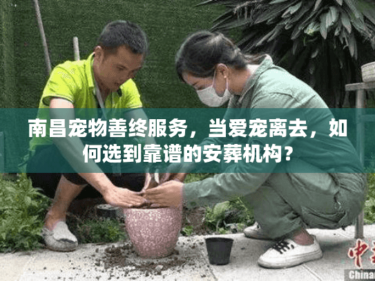 南昌宠物善终服务，当爱宠离去，如何选到靠谱的安葬机构？