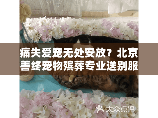 痛失爱宠无处安放？北京善终宠物殡葬专业送别服务助您渡难关