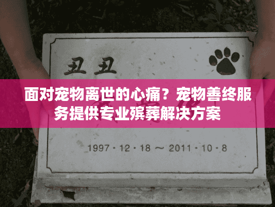 面对宠物离世的心痛？宠物善终服务提供专业殡葬解决方案