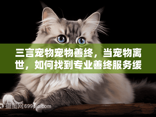 三言宠物宠物善终，当宠物离世，如何找到专业善终服务缓解伤痛？