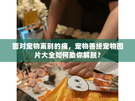 面对宠物离别的痛，宠物善终宠物图片大全如何助你解脱？