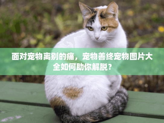 面对宠物离别的痛，宠物善终宠物图片大全如何助你解脱？