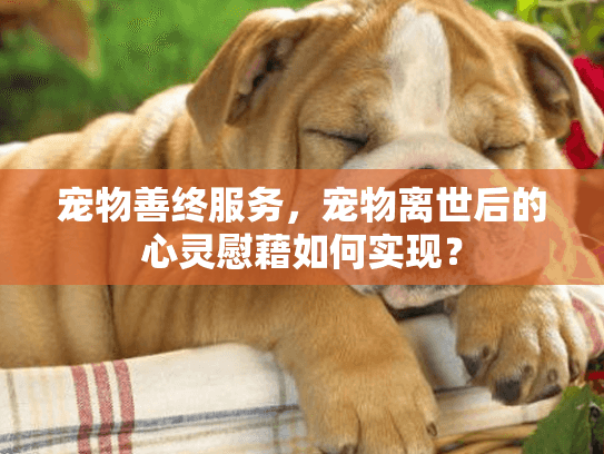 宠物善终服务，宠物离世后的心灵慰藉如何实现？