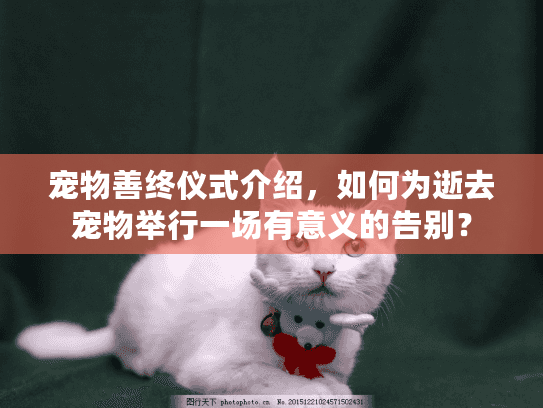 宠物善终仪式介绍，如何为逝去宠物举行一场有意义的告别？