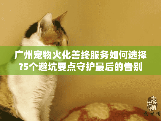 广州宠物火化善终服务如何选择?5个避坑要点守护最后的告别