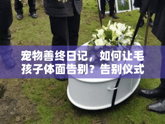 宠物善终日记，如何让毛孩子体面告别？告别仪式选择指南
