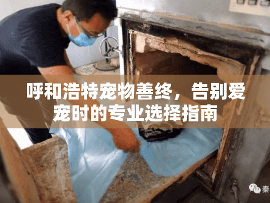 呼和浩特宠物善终，告别爱宠时的专业选择指南