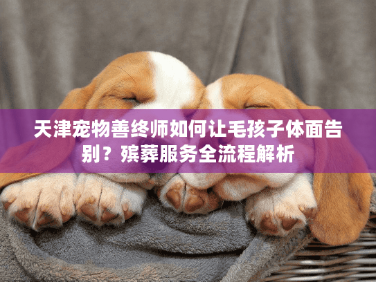 天津宠物善终师如何让毛孩子体面告别?殡葬服务全流程解析
