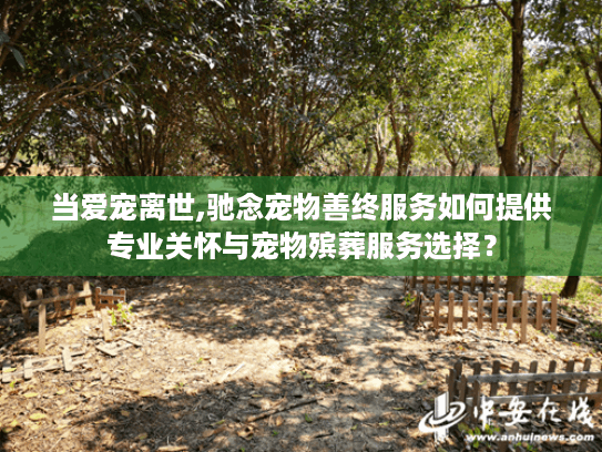 当爱宠离世,驰念宠物善终服务如何提供专业关怀与宠物殡葬服务选择？