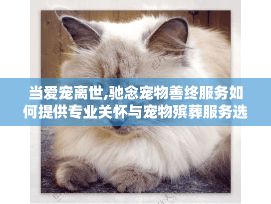 当爱宠离世,驰念宠物善终服务如何提供专业关怀与宠物殡葬服务选择？