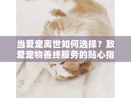 当爱宠离世如何选择？致爱宠物善终服务的贴心指南