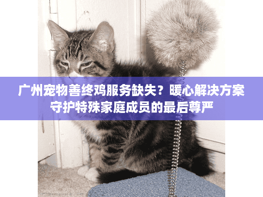 广州宠物善终鸡服务缺失？暖心解决方案守护特殊家庭成员的最后尊严