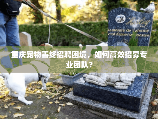 重庆宠物善终招聘困境，如何高效招募专业团队？