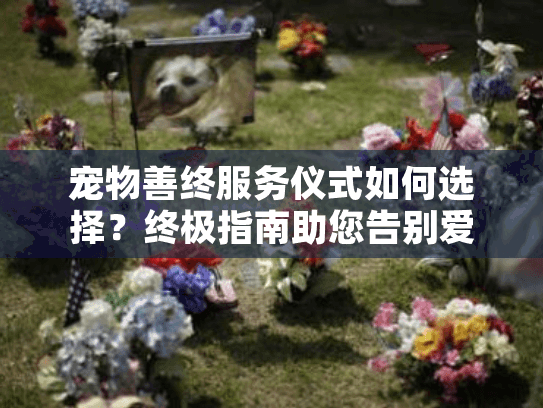 宠物善终服务仪式如何选择？终极指南助您告别爱宠