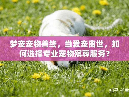梦宠宠物善终，当爱宠离世，如何选择专业宠物殡葬服务？