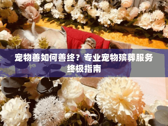 宠物善如何善终？专业宠物殡葬服务终极指南