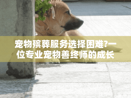 宠物殡葬服务选择困难?一位专业宠物善终师的成长故事能给你答案