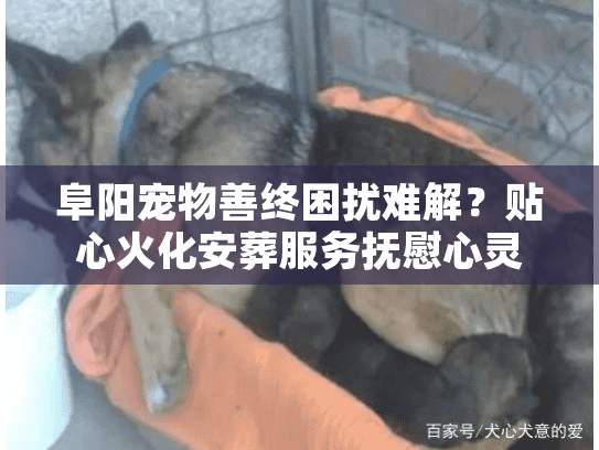 阜阳宠物善终困扰难解？贴心火化安葬服务抚慰心灵