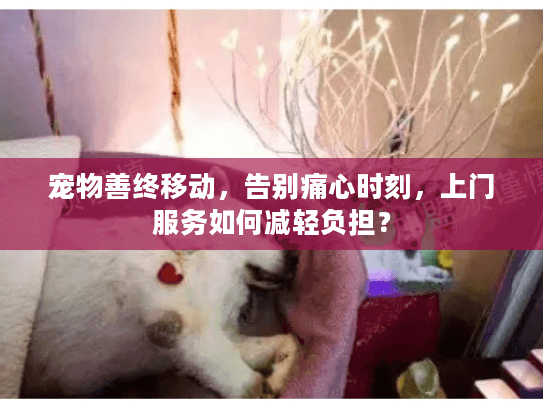 宠物善终移动，告别痛心时刻，上门服务如何减轻负担？