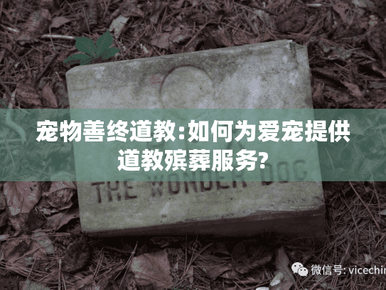宠物善终道教:如何为爱宠提供道教殡葬服务?