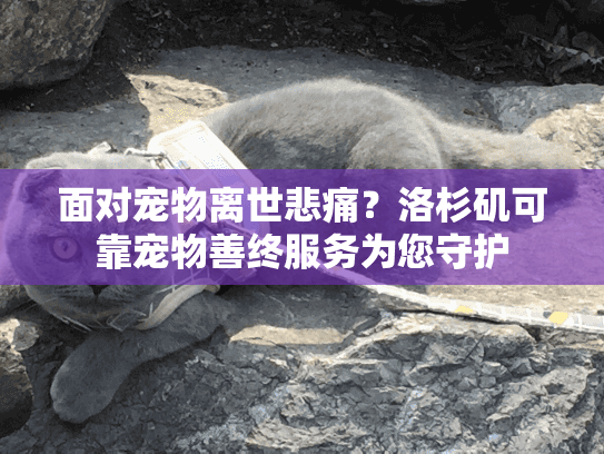 面对宠物离世悲痛？洛杉矶可靠宠物善终服务为您守护