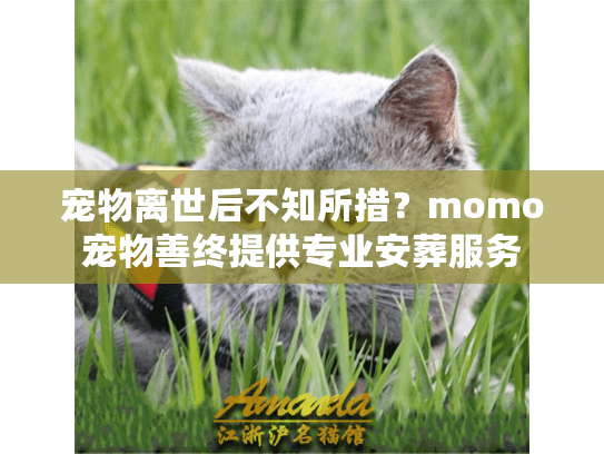 宠物离世后不知所措？momo宠物善终提供专业安葬服务