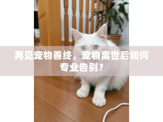 再见宠物善终，宠物离世后如何专业告别？