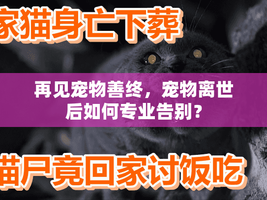 再见宠物善终，宠物离世后如何专业告别？