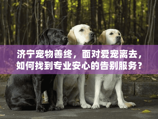 济宁宠物善终，面对爱宠离去，如何找到专业安心的告别服务？