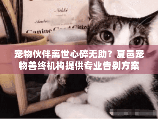 宠物伙伴离世心碎无助？夏邑宠物善终机构提供专业告别方案