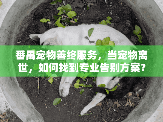 番禺宠物善终服务，当宠物离世，如何找到专业告别方案？
