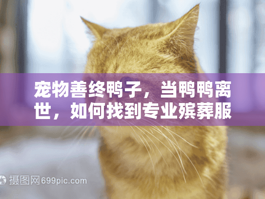 宠物善终鸭子，当鸭鸭离世，如何找到专业殡葬服务？