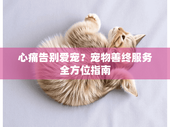 心痛告别爱宠？宠物善终服务全方位指南