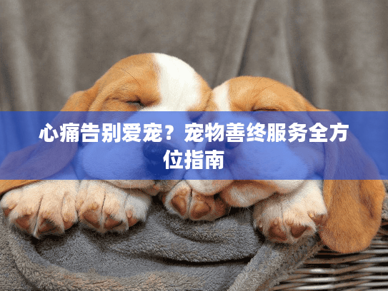 心痛告别爱宠？宠物善终服务全方位指南