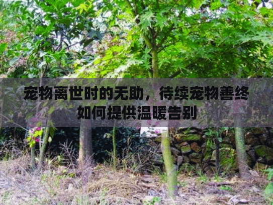 宠物离世时的无助，待续宠物善终如何提供温暖告别