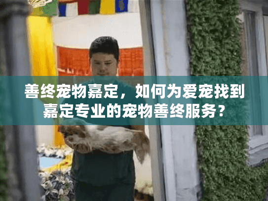 善终宠物嘉定，如何为爱宠找到嘉定专业的宠物善终服务？