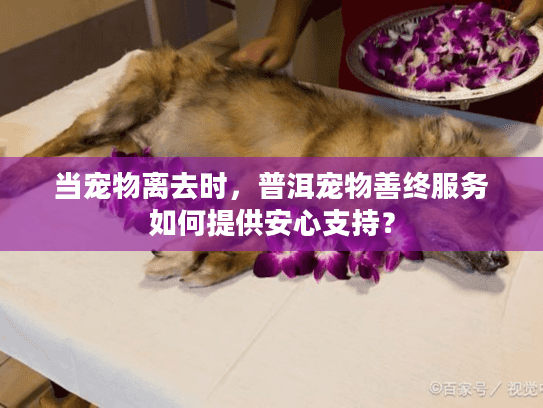 当宠物离去时，普洱宠物善终服务如何提供安心支持？