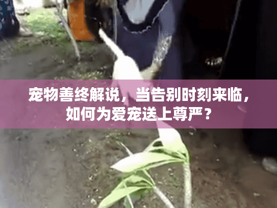 宠物善终解说，当告别时刻来临，如何为爱宠送上尊严？