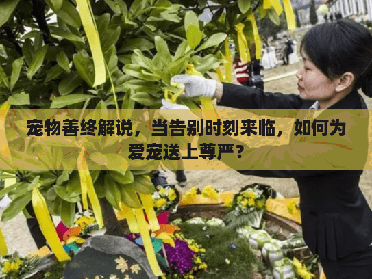 宠物善终解说，当告别时刻来临，如何为爱宠送上尊严？