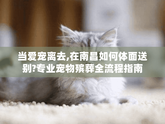 当爱宠离去,在南昌如何体面送别?专业宠物殡葬全流程指南